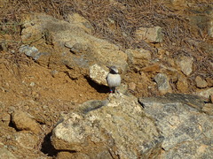 Oenanthe cypriaca