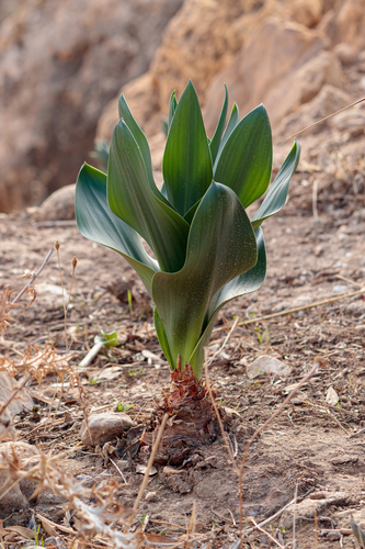 Numidian Squill