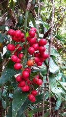 Desmoncus orthacanthos