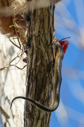 Striped Crayfish Snake