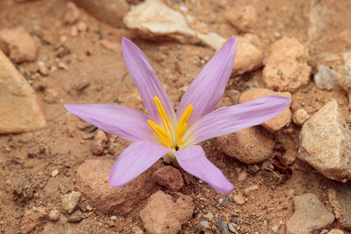 Colchicum filifolium