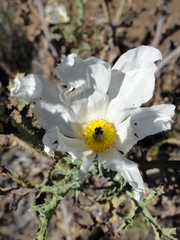 Argemone glauca