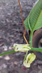 Passiflora ferruginea