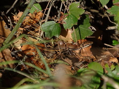 Phoenicolacerta troodica