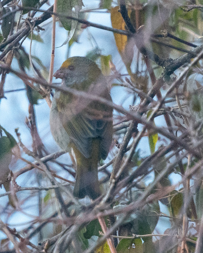 Crimson-browed Finch (Carpodacus subhimachalus), photo 6
