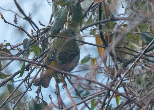 Crimson-browed Finch (Carpodacus subhimachalus), photo 7