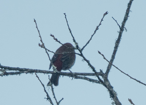 Crimson-browed Finch (Carpodacus subhimachalus), photo 8