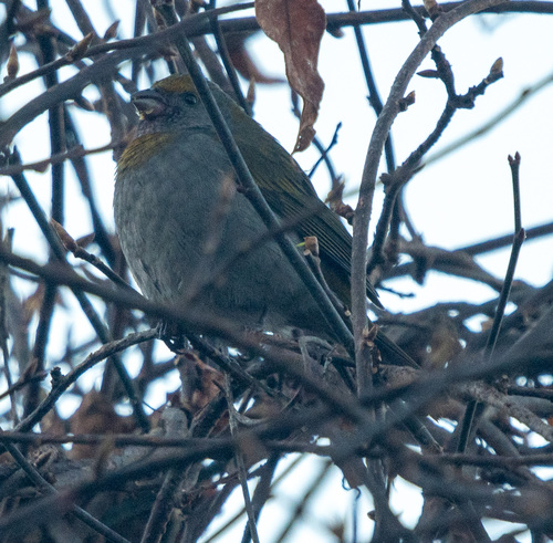Crimson-browed Finch (Carpodacus subhimachalus), photo 4