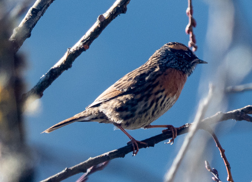 Rufous-breasted Accentor (Prunella strophiata), photo 3