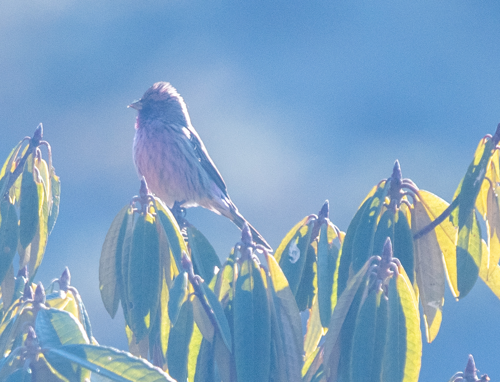 Himalayan Beautiful Rosefinch (Carpodacus pulcherrimus), photo 1