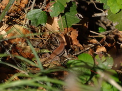 Phoenicolacerta troodica
