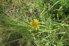 Gaillardia megapotamica