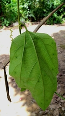 Passiflora ferruginea