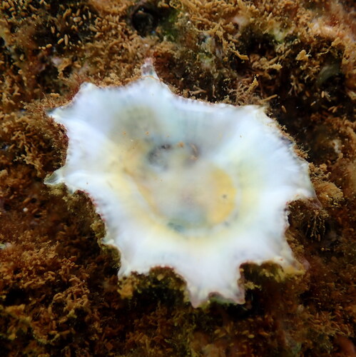 Scutellastra flexuosa observed 2025-12-30
