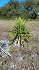 Agave decipiens