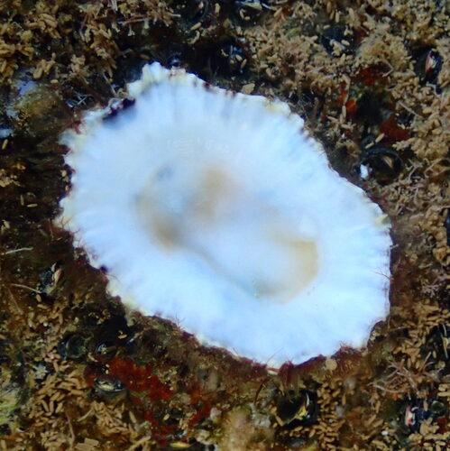 Scutellastra flexuosa observed 2025-12-30