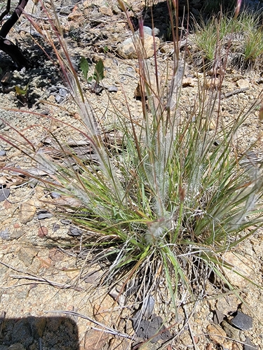 one-spike oat grass (Danthonia unispicata)