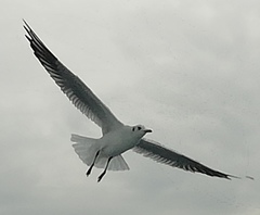 Chroicocephalus ridibundus