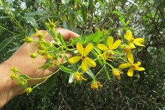 Flourensia thurifera