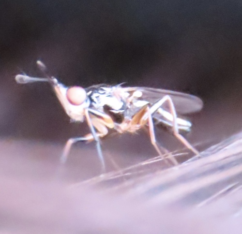 Unknown species found near DeKalb County, GA, USA