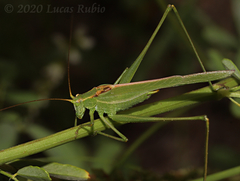 Burgilis curta