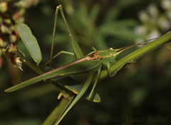 Burgilis curta