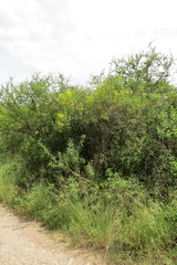 Flourensia thurifera