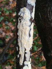 Radulomyces confluens