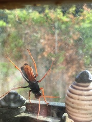 Tachypompilus ignitus