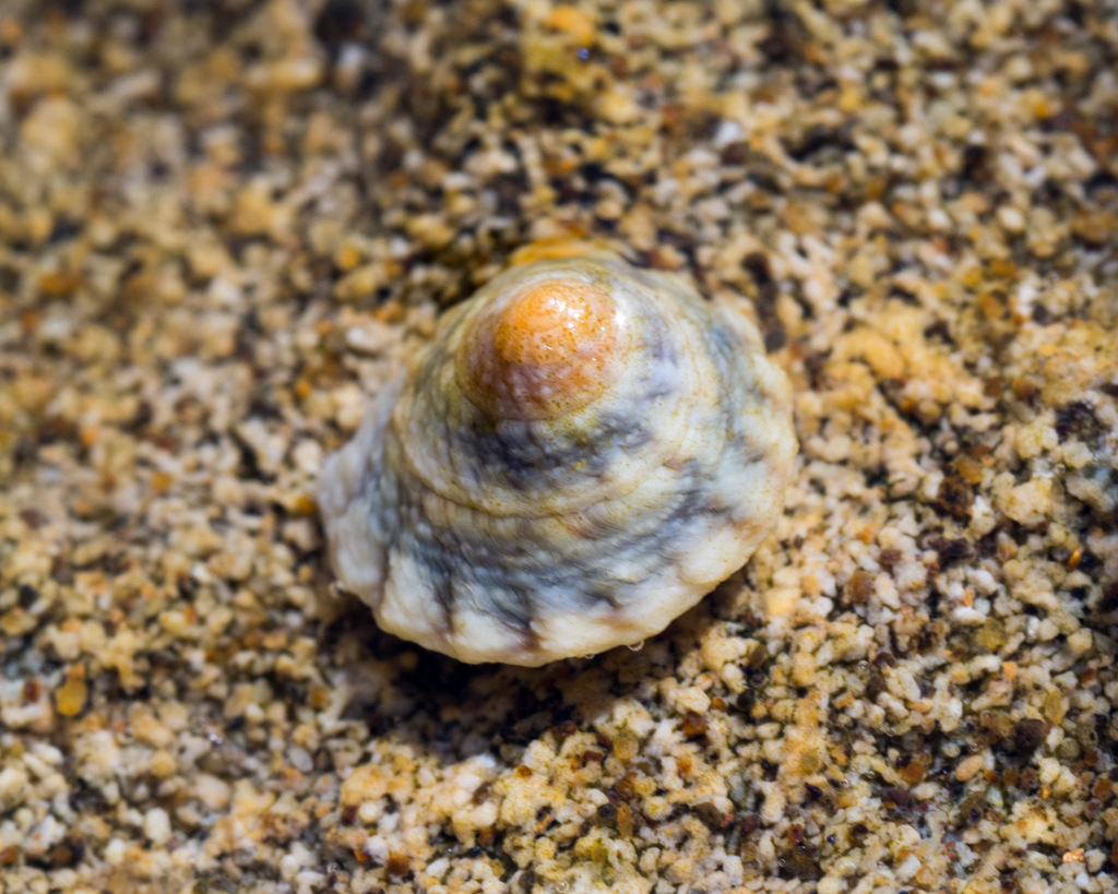 Bembicium flavescens