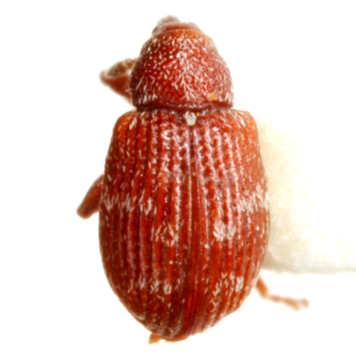 Indistinct-banded Weevil