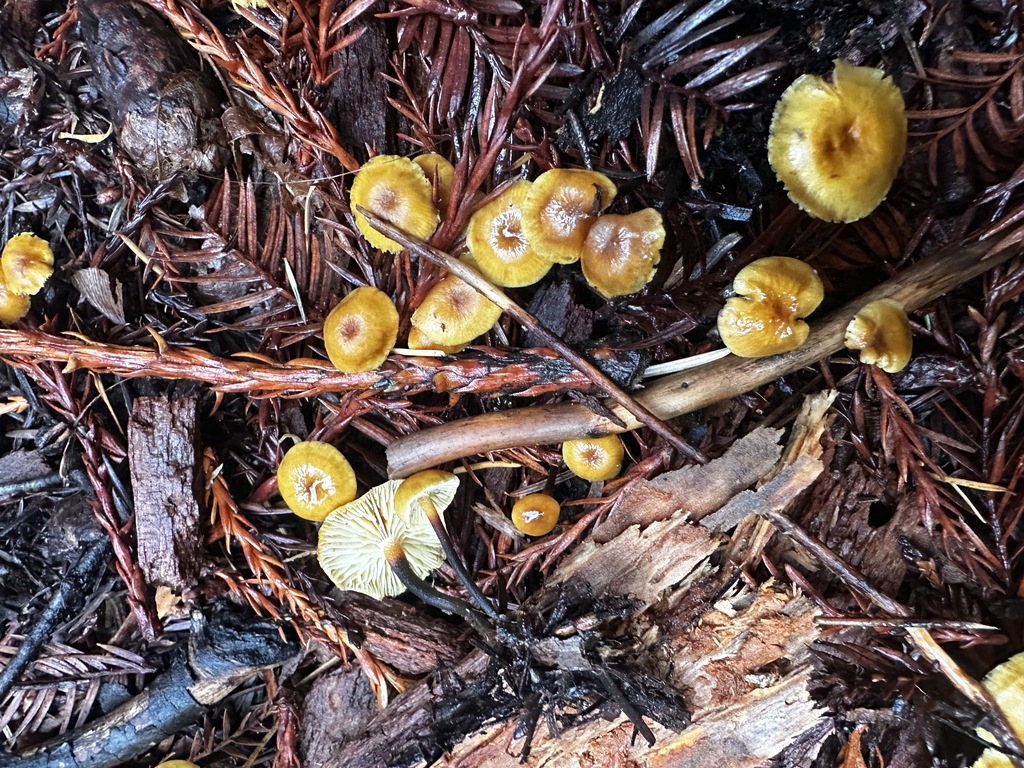 Xeromphalina cauticinalis · December 2025 · photo: © katrinamccollough (iNaturalist, cc0)