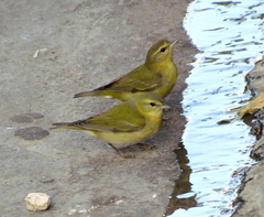 Leiothlypis peregrina