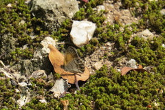 Pharneuptychia phares