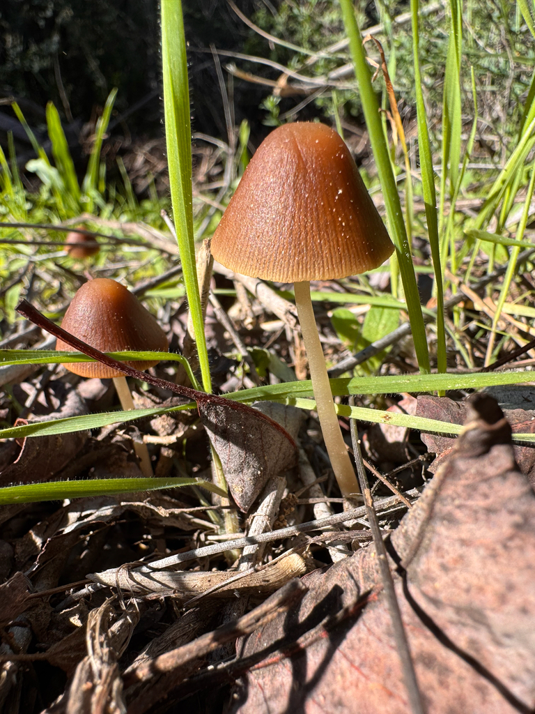 Parasola conopilea · December 2025 · photo: © kenziebell2 (iNaturalist, cc-by)