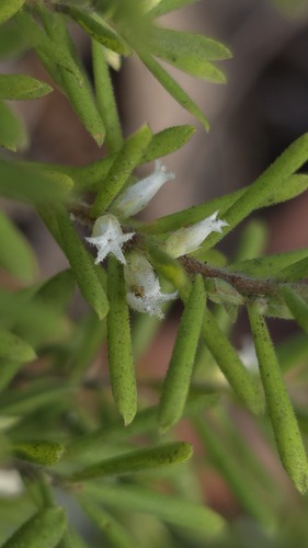 Styphelia margarodes, photograph 6