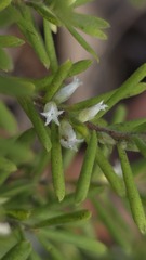 Styphelia margarodes, photograph Petra Holland, CC BY, iNaturalist via GBIF