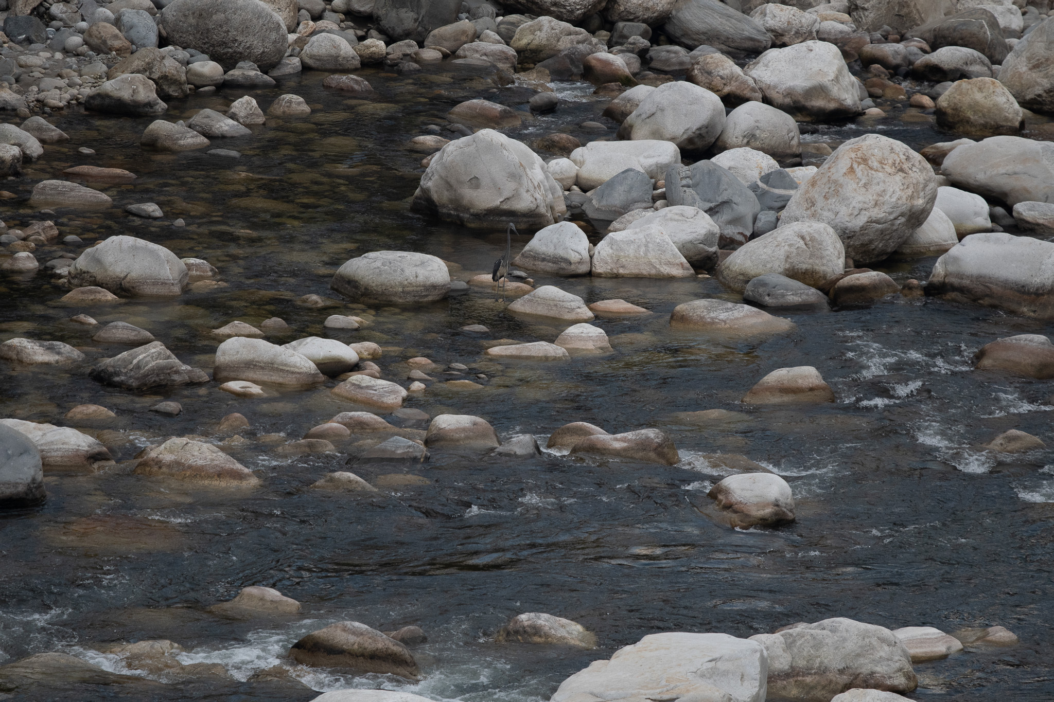 White-bellied Heron (Ardea insignis), photo 1