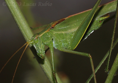 Burgilis curta