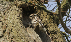 Athene noctua
