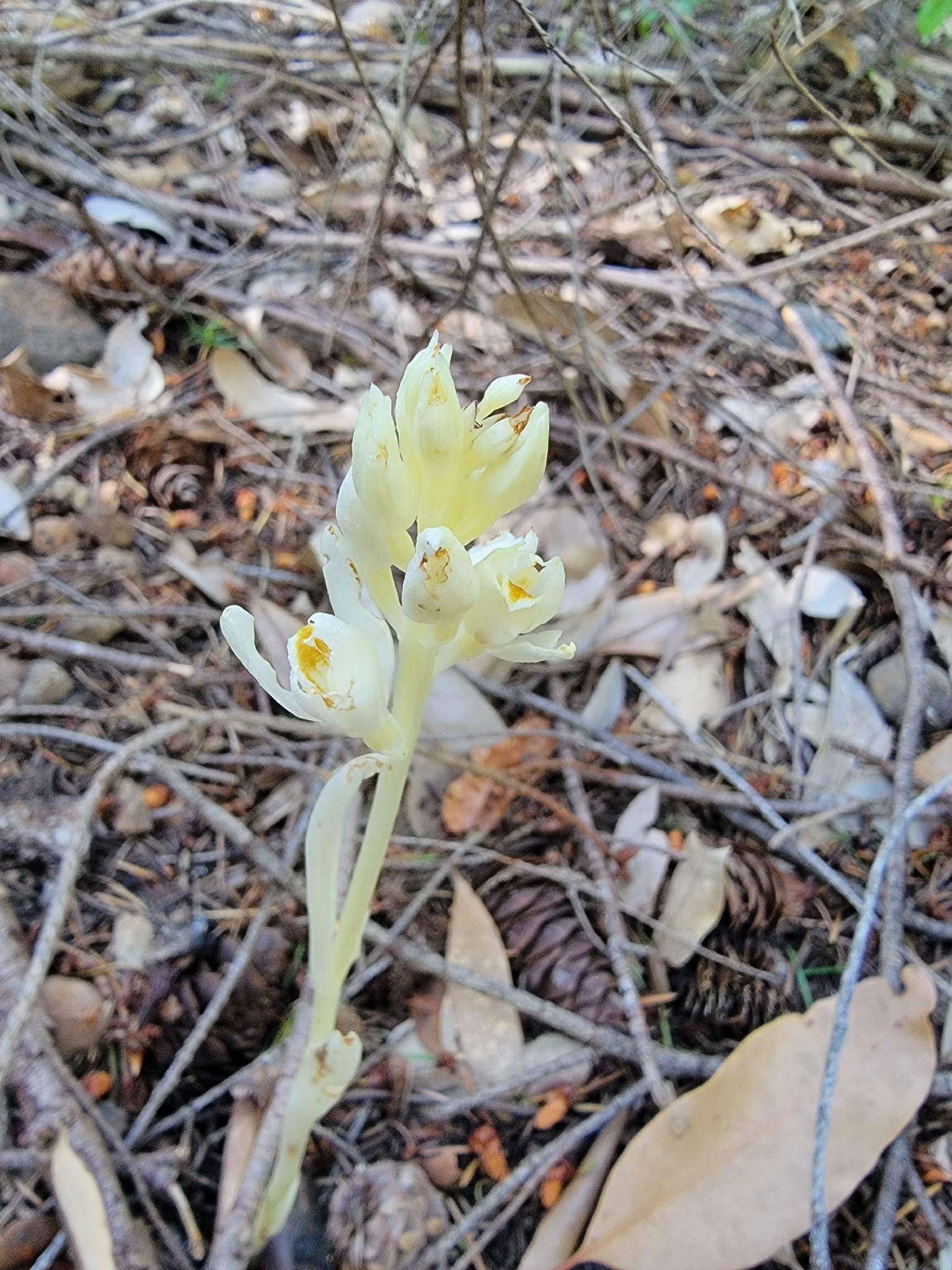 Phantom Orchid (Cephalanthera austiniae)