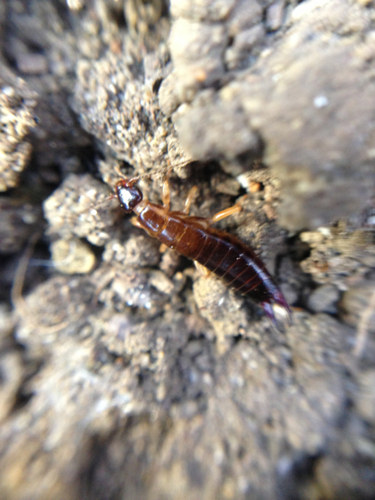 Anisolabididae