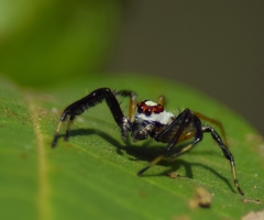 Telamonia dimidiata