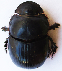 Catharsius calaharicus