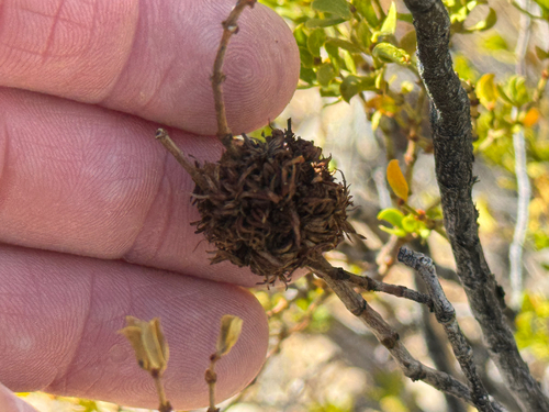 Unknown species found near La Luz, NM, US