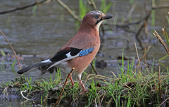 Garrulus glandarius