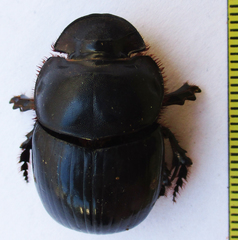 Catharsius calaharicus