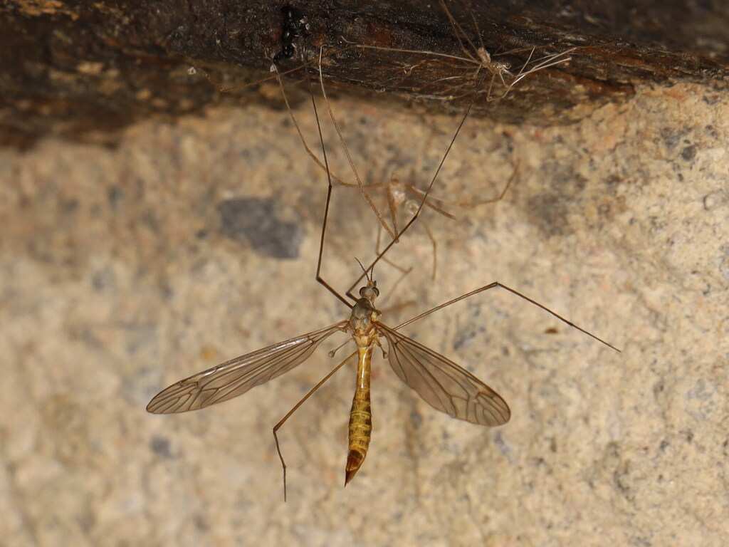 Tipula sarajevensis