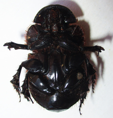 Catharsius calaharicus