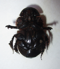 Catharsius calaharicus